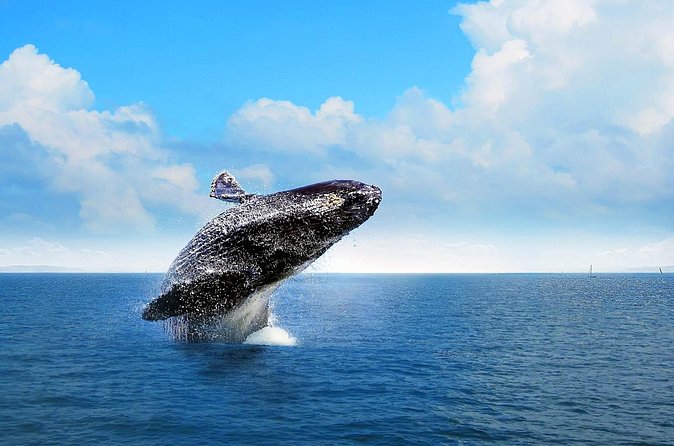 Whale Watching 2026 from Punta Cana - Full Day - Frequently Asked Questions