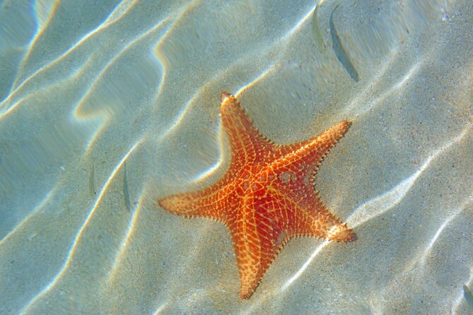 Saona Island :: Discover the magic - An In-Depth Look at the Saona Island Tour