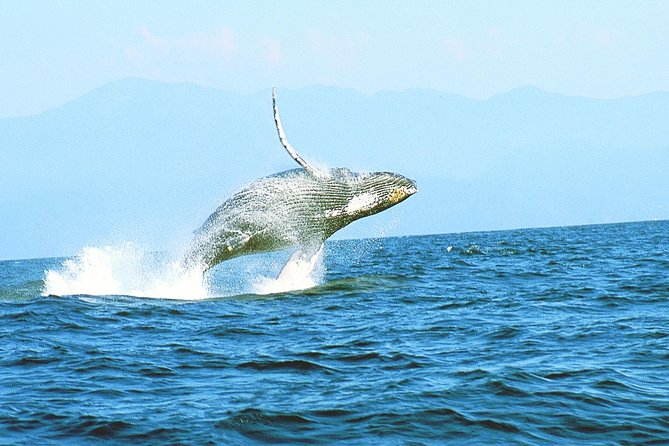 Humpback whales Watching + Samana Eco-Tour - Key Points
