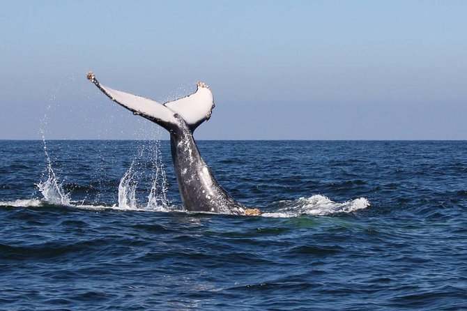 Humpback whales Watching + Samana Eco-Tour - A Deep Dive into the Samana Eco-Tour Experience