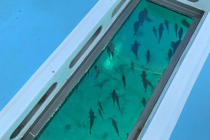 GlassBottom Catamaran with Slide - FAQ