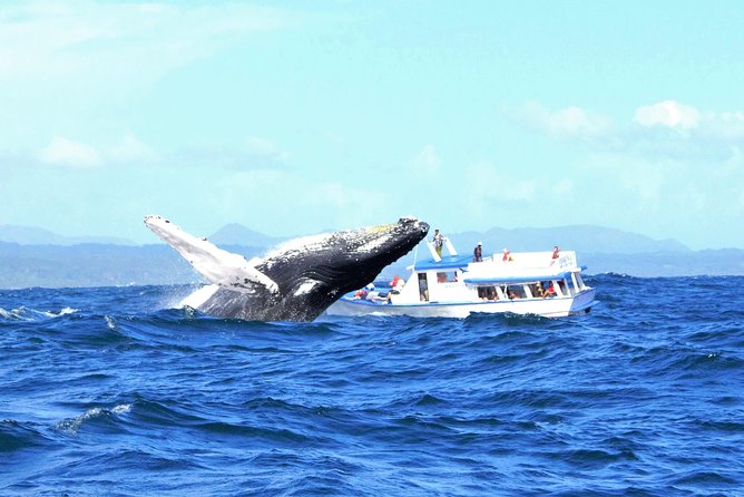 Samana Tours (With Whales) Full Day Excursion! All inclusive Tour! - Practical Details and What You Can Expect