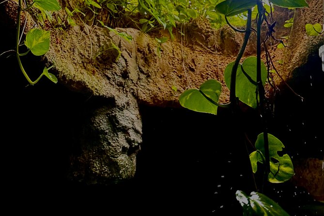 Dominican's 8 hours Trip Zipline, ATV Buggie, Horseback & Safari - Who Is This Tour Best For?