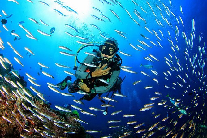 Scuba Diving on Catalina Island | 2 tanks, 2 spots - What the Reviews Say