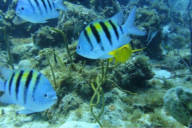 Scuba Diving on Catalina Island | 2 tanks, 2 spots - FAQ: Practical Questions About the Catalina Island Scuba Tour