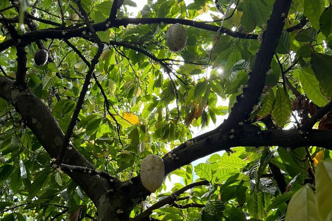 Puerto Plata City Tour with Butterfly Garden - Who Is This Tour Best For?