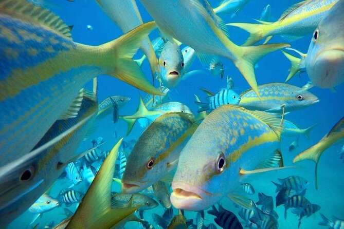 Sosua beach excursion with snorkeling included to Sosua Bay - Authenticity and Local Flavor