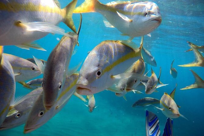Sosua beach excursion with snorkeling included to Sosua Bay - An Ideal Mix of Relaxation and Adventure