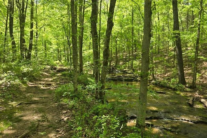 Meditative, Forest Bathing Hike followed by Yoga on the Deck - Who Will Love This Tour?