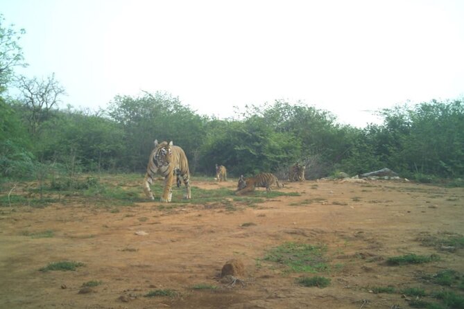 2 Days Sariska Wildlife and Heritage Escape from Delhi - What the Tour Offers in Practical Terms