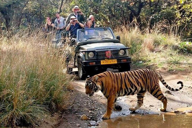 7 Days Golden Triangle Tour with Ranthambore & Varanasi Tour - Real Experiences & Insights from Reviews
