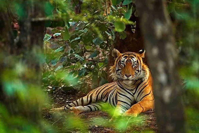 5 Days Golden Triangle with Ranthambore Tiger Safari - Analyzing the Value