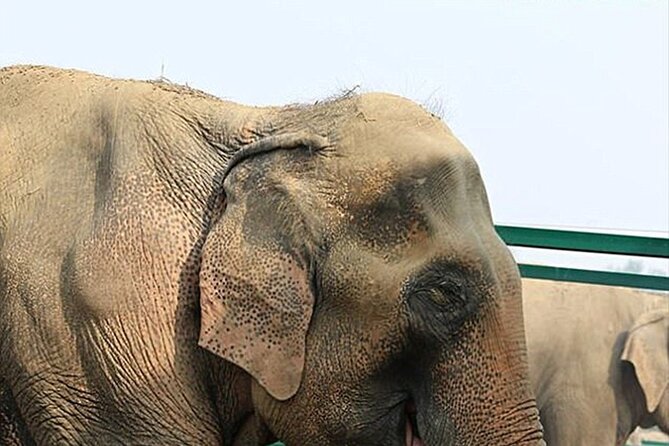 Family Delhi Heritage and Wildlife Tour in Mathura SOS - What Travelers Can Expect