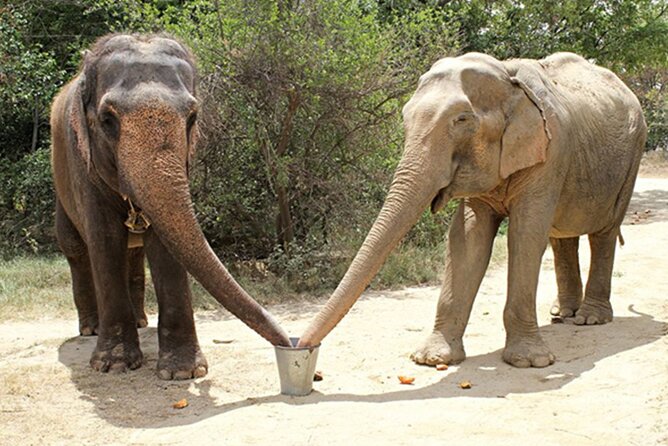 Family Delhi Heritage and Wildlife Tour in Mathura SOS - Exploring the Itinerary in Detail