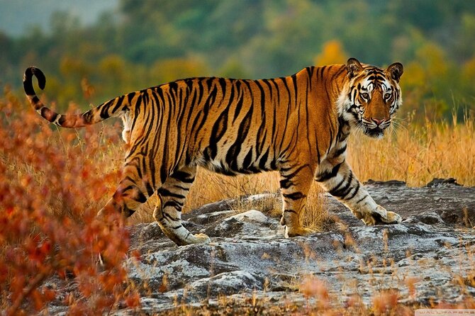 Private Golden Triangle Tour with Ranthambore Tiger Safari - Final Thoughts