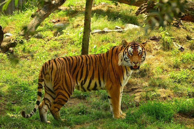 Private Golden Triangle Tour with Ranthambore Tiger Safari - Who Is This Tour Best Suited For?
