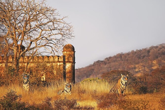 7 Days Ranthambore Tiger Safari and The Golden Triangle Tour - The Itinerary Breakdown: What You Can Expect Each Day