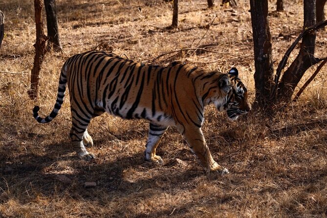 8 Days Golden Triangle Tour with Ranthambore Safari - Who Is This Tour Best For?