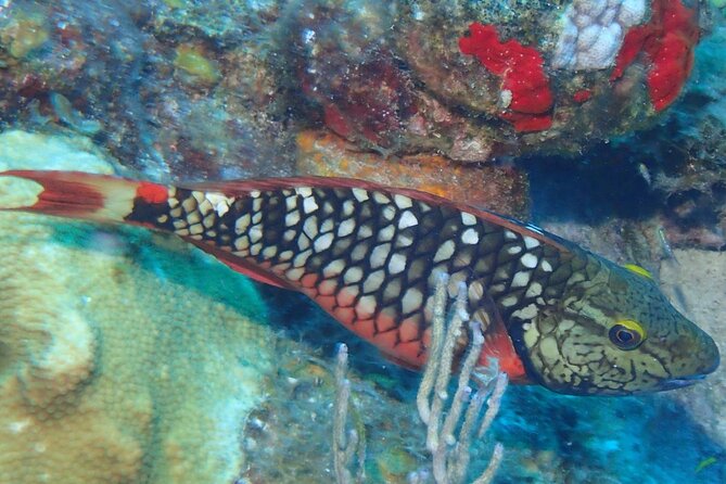 Anguilla Based:Complete your PADI Open Water Dives 3 & 4 with us - FAQ