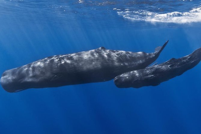 Private Whale and Dolphin Whale Watching Boat Tour - Setting the Scene: What to Expect on Your Marine Adventure