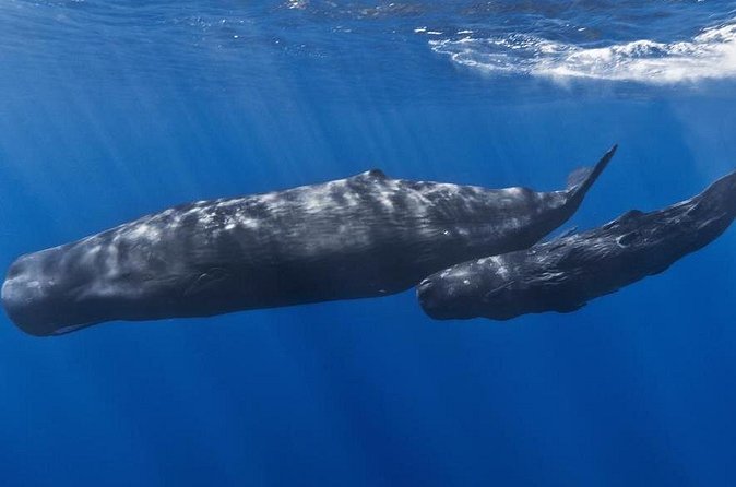 Private Whale and Dolphin Whale Watching Boat Tour - Who Will Love This Tour?