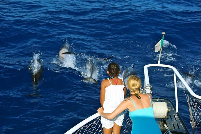 Waitukubuli Dolphin and Whale Watch in Dominica - The Sum Up