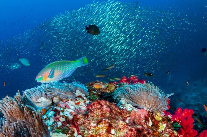 Kayak & Snorkel Champagne Bay, Farm Visit & Hot Springs Soufriere - Final Thoughts