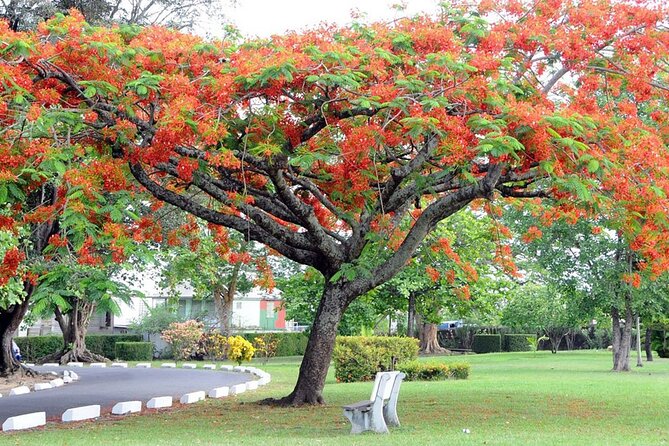 Roseau Dominica Safari Scenic: Rainforest, Falls & Karaoke - Practical Details and Traveler Tips