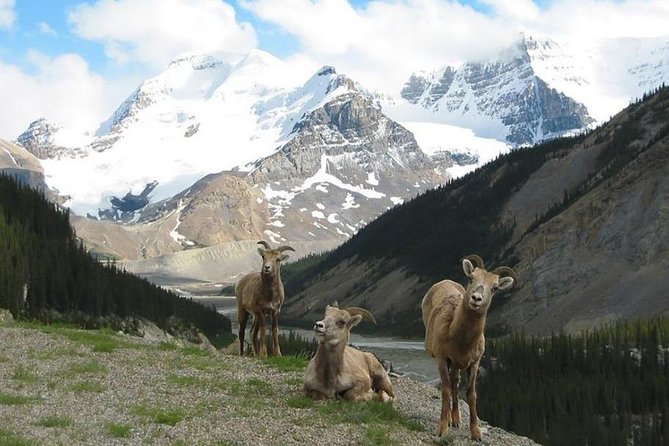 3-Day Glacial Tour package, Columbia Icefield, Jasper, LakeLouise - Who Should Book This Tour?