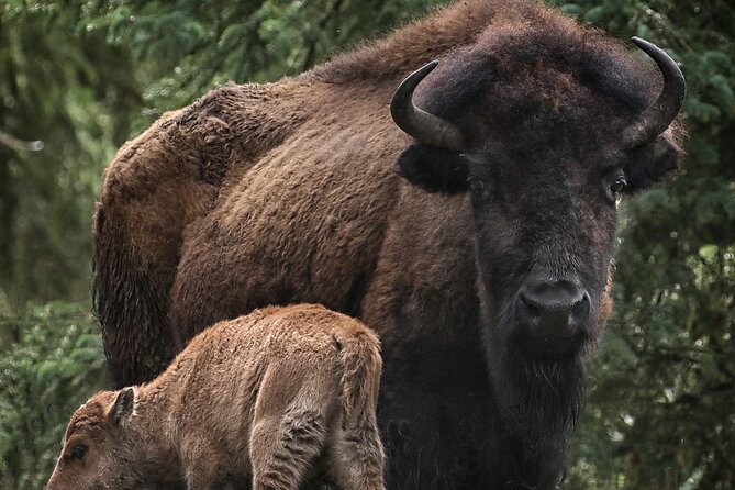 Valley Vista 1.5 Hour Horseback Trail Ride in Kananaskis - FAQ