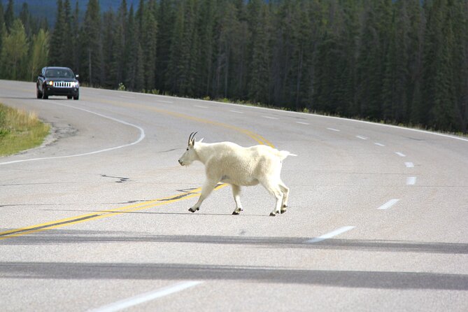 Spanish Private Tour to Banff and Lake Louise Canada from Calgary - The Itinerary: A Closer Look