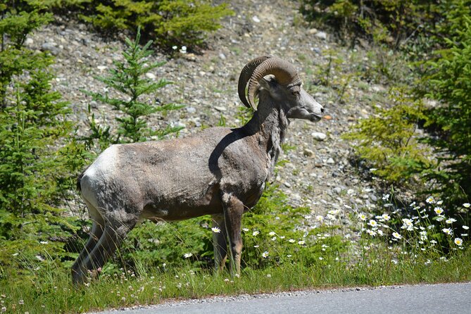 Moraine Lake, Emerald Lake, Louise, Johnston Canyon & Banff Town - Who Should Consider This Tour?
