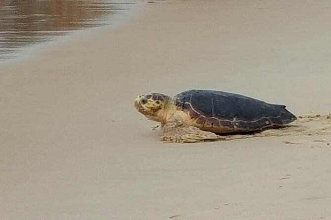 Private Coconut Coast & Praia do Forte Tour - from Salvador - Discover Bahia’s Northern Charm: The Private Coconut Coast & Praia do Forte Tour