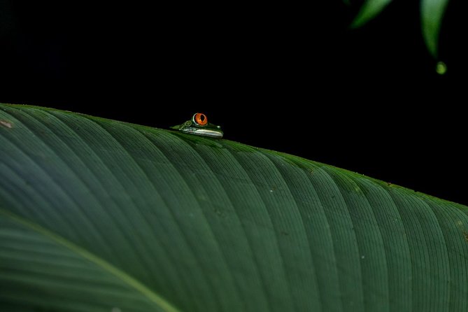 La Fortuna Frogs and Reptiles Wildlife Night Tour 2hrs - Key Points