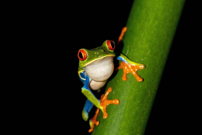 Nocturnal Nature Safari Float Tour from La Fortuna-Arenal - Why Choose This Tour?