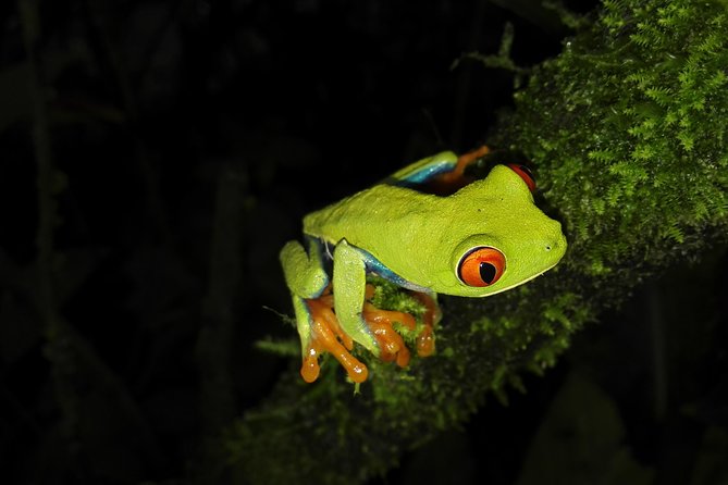 Night Walk Experience at Natura Eco Park, (frogs snakes mammals insects birds) - What to Expect on Your Night Walk