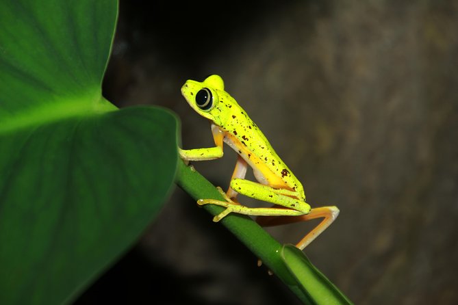 Night Walk Experience at Natura Eco Park, (frogs snakes mammals insects birds) - Key Points