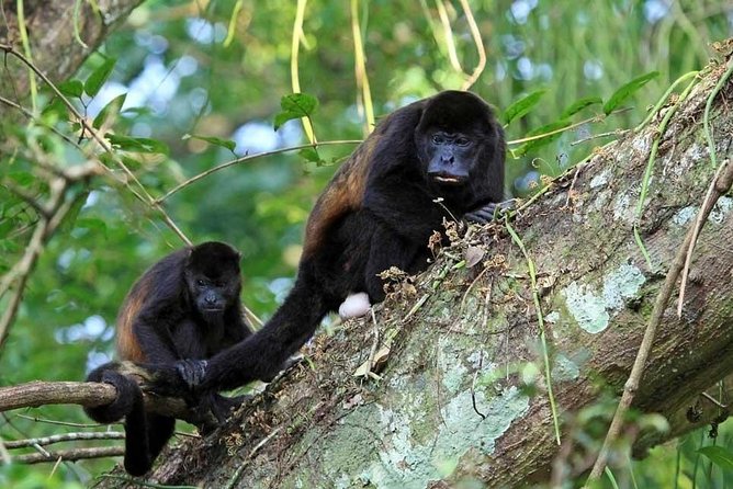 Arenal Hanging Bridges with Professional Guide - Key Points