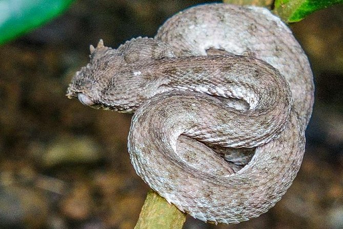 Arenal Hanging Bridges with Professional Guide - In-Depth Review: Exploring the Arenal Hanging Bridges