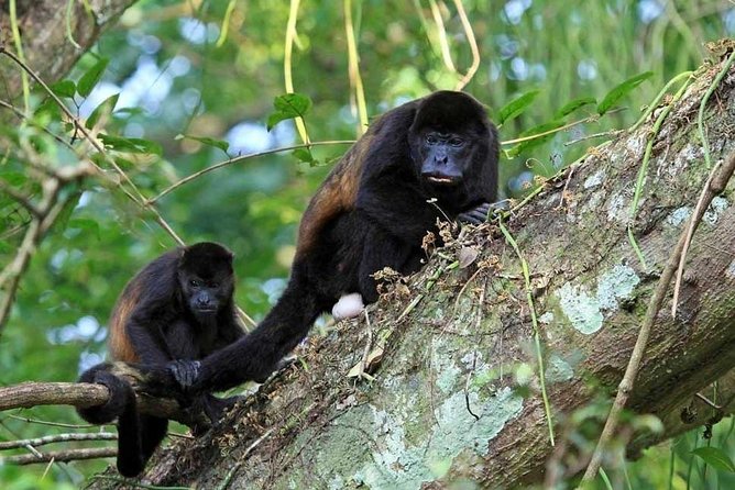 Walk in Río Celeste in Tenorio Volcano National Park - In-Depth Look at the Río Celeste Tour Experience