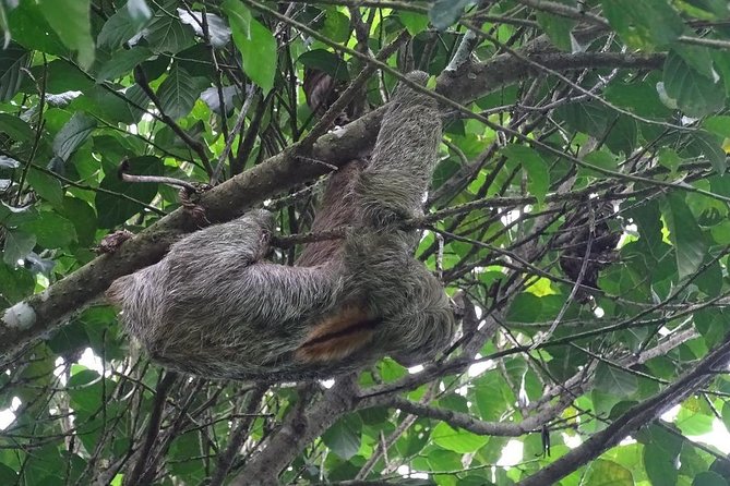Walk in Río Celeste in Tenorio Volcano National Park - The Sum Up