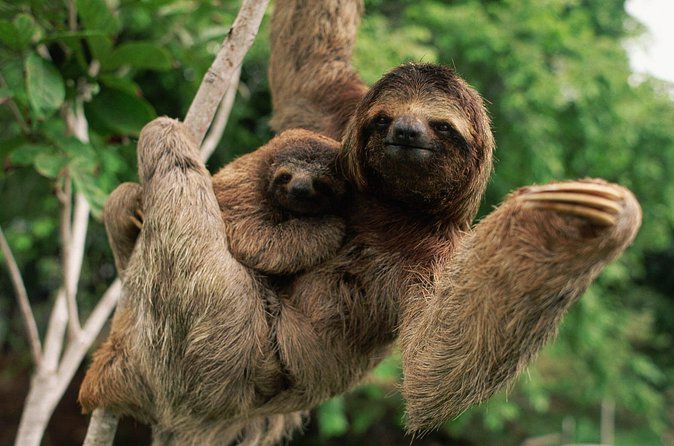 Safari by Kayak on Rio Peñas Blancas - Why This Tour Stands Out