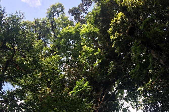 Arenal Hanging Bridges with Hotsprings, Lunch and Dinner - Final Thoughts