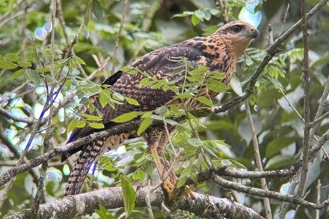 Private Guide Hanging Bridges, Fortuna Waterfall, Arenal Volcano - Who Will Love This Tour?