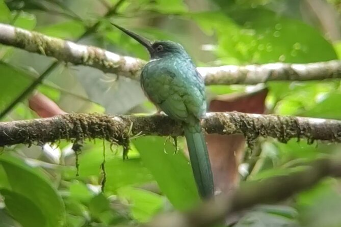 Private Guide Hanging Bridges, Fortuna Waterfall, Arenal Volcano - A Deep Dive into the Experience