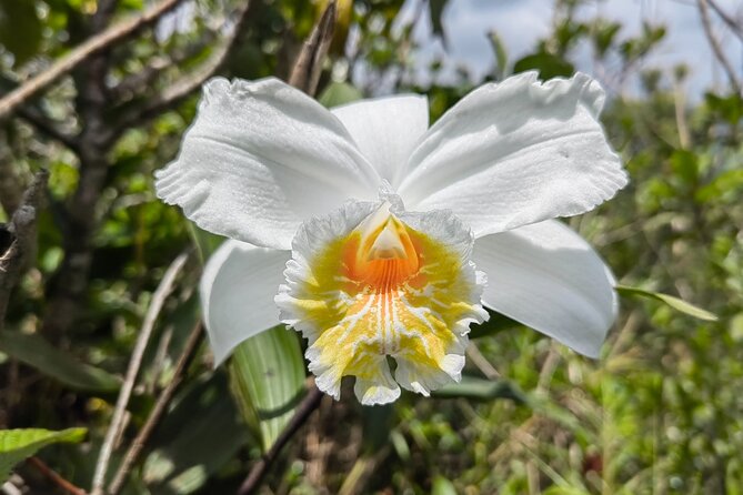 Private Guide Hanging Bridges, Fortuna Waterfall, Arenal Volcano - Final Thoughts