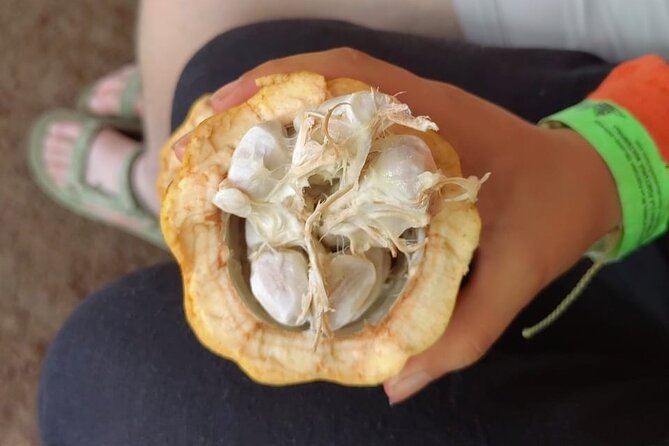 Cacao and Medicinal Plants Ceremony Private Guide - Key Points