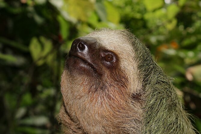 Private tour Arenal Volcano - Discovering the Arenal Volcano: A Personal Perspective on a Guided Hike