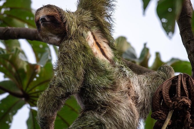 Arenal Full Day Tour - A Deep Dive into the Arenal Full Day Tour