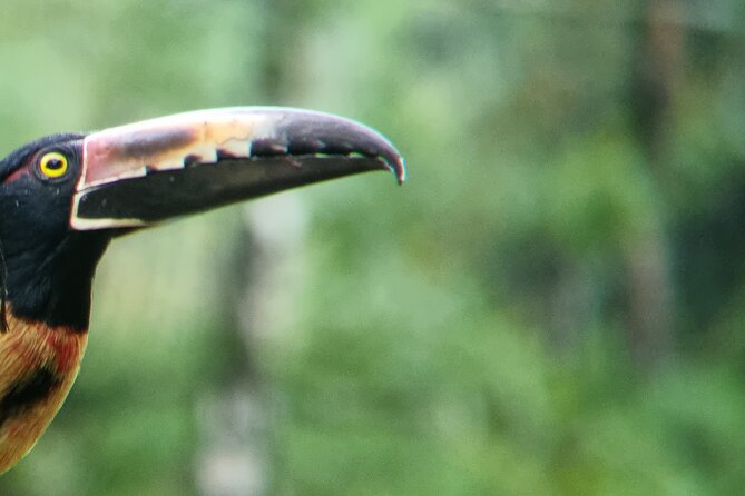 Wild Nature Experience - Exploring the Rainforest: What’s Included and How It Feels